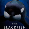 Blackfish cartel reducido
