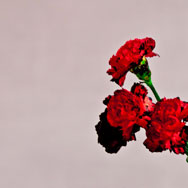 John Legend: Love in the Future - portada mediana