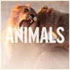 Maroon 5: Animals - portada reducida
