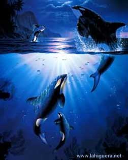 Delfines en su hábitat