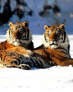 Tigres, en la nieve
