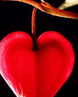 El fruto del amor