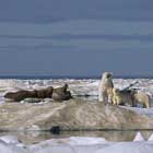 Los reyes del artico en las escuelas