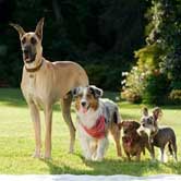 Marmaduke repite en el nº1