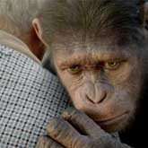 Los Simios tambien dominan en la taquilla española