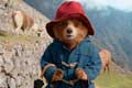 Paddington: Aventura en la selva / 5