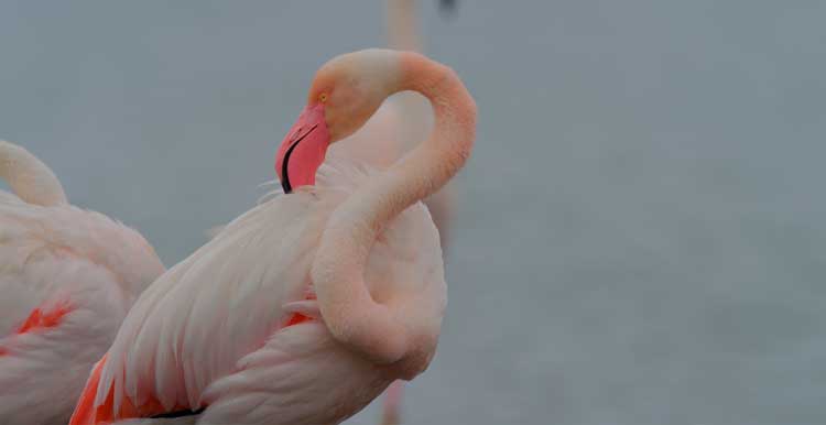 Doñana - Donde el agua es sagrada