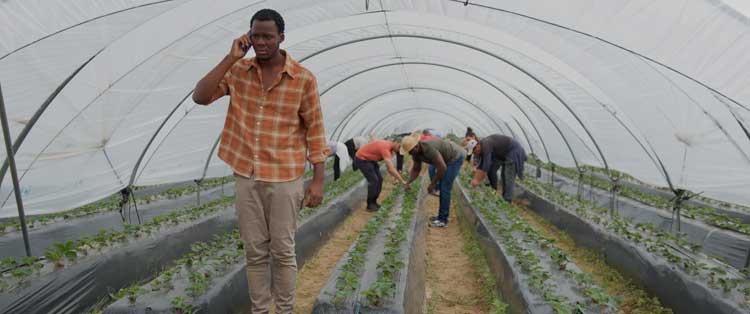 Te protegerán mis alas