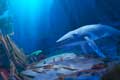 La leyenda de la ballena cantora
