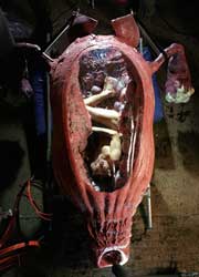 Tristram Shandy: A cock and bull story