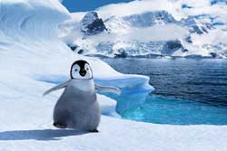 Happy Feet: Rompiendo el hielo