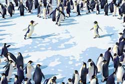 Happy Feet: Rompiendo el hielo