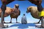 Happy Feet: Rompiendo el hielo / 8