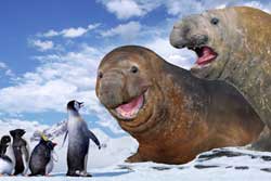 Happy Feet: Rompiendo el hielo