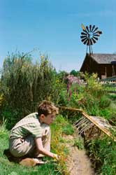 Arthur y los Minimoys