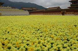 La maldición de la flor dorada