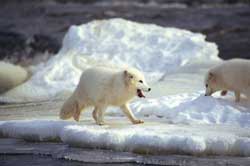 Los reyes del Ártico