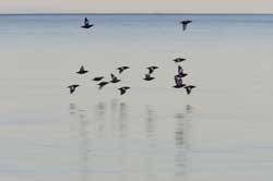 Los reyes del Ártico