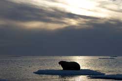 Los reyes del Ártico