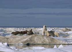 Los reyes del Ártico