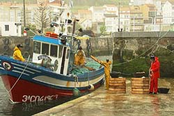 Bolboreta, mariposa, papallona