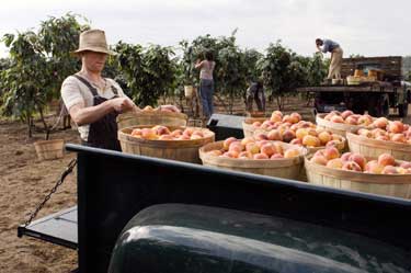 La vida secreta de las abejas