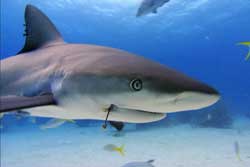 Tiburón, en las garras del hombre