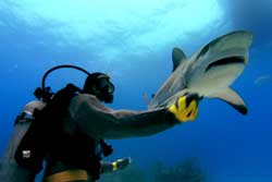 Tiburón, en las garras del hombre