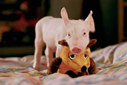 Rudy El cerdito de carreras