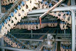 Nosotros alimentamos al mundo