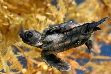 El viaje de la tortuga