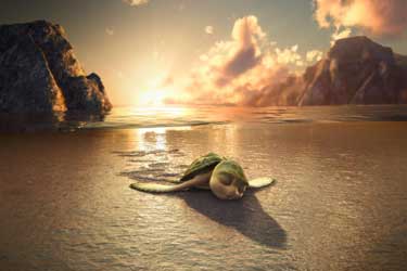 Las aventuras de Sammy. Un viaje extraordinario