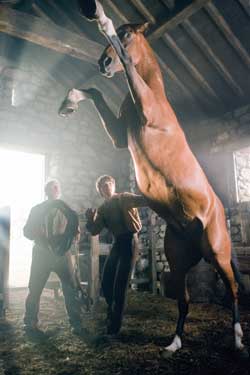 War Horse