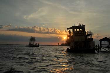 Bestias del Sur salvaje