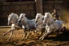 Ben-Hur / 9