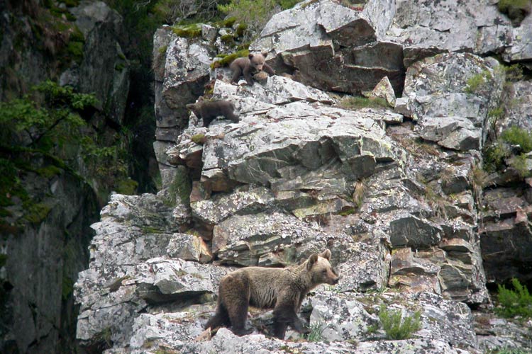 Cantábrico. Los dominios del Oso Pardo