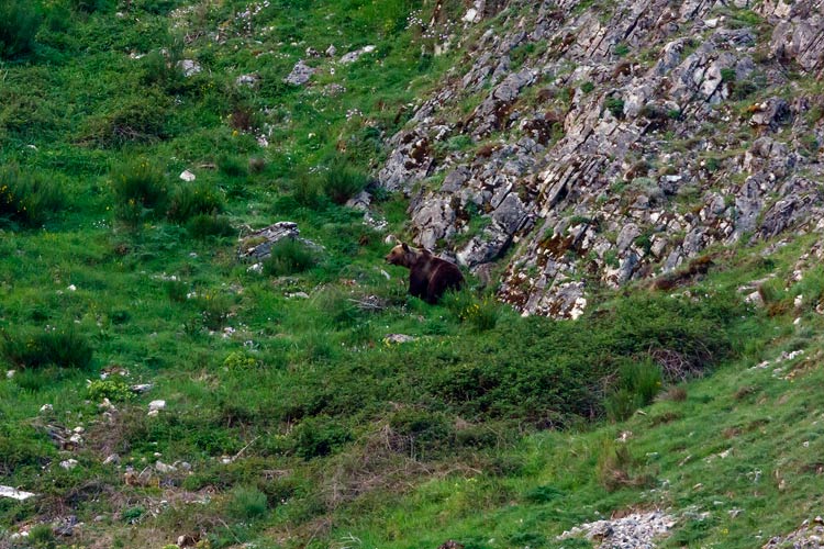 Cantábrico. Los dominios del Oso Pardo