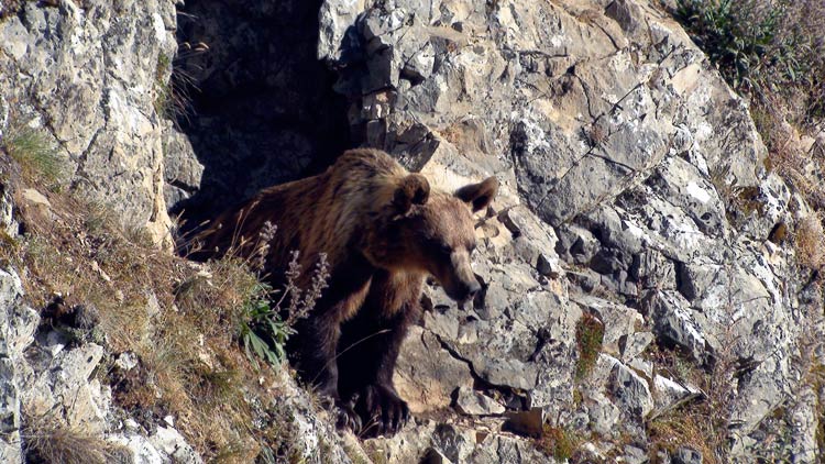 Cantábrico. Los dominios del Oso Pardo