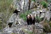 Cantábrico. Los dominios del Oso Pardo / 4