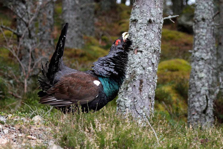 Cantábrico. Los dominios del Oso Pardo