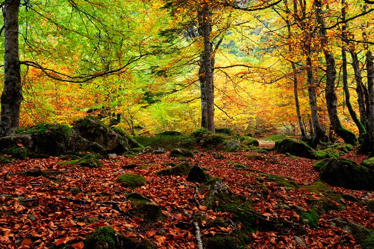 Cantábrico. Los dominios del Oso Pardo
