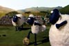 La oveja Shaun: La película / 1