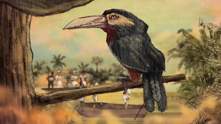 Un día vi 10.000 elefantes