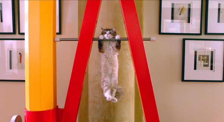 Siete vidas, este gato es un peligro