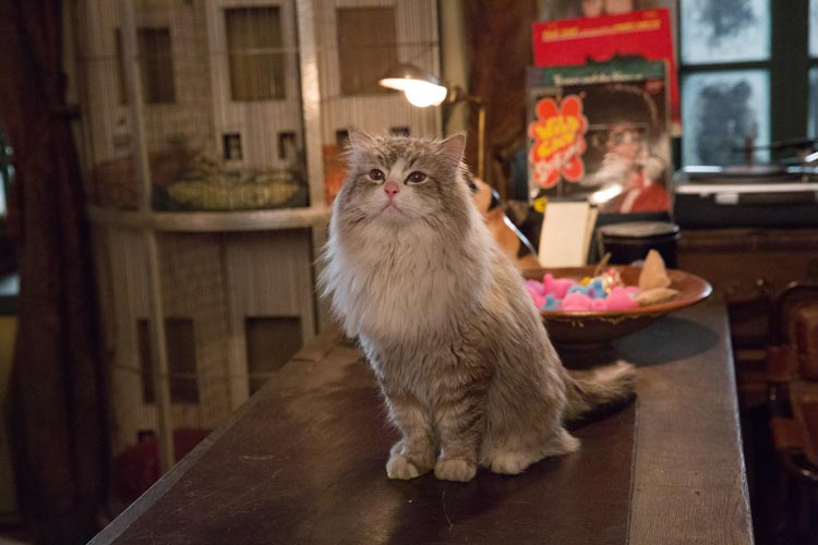 Siete vidas, este gato es un peligro