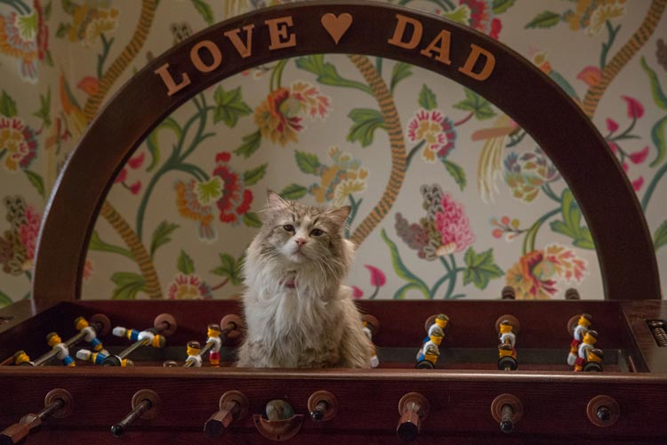 Siete vidas, este gato es un peligro