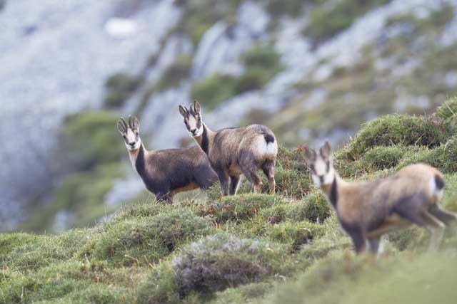 100 días de soledad