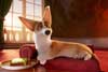 Corgi, las mascotas de la reina / 2