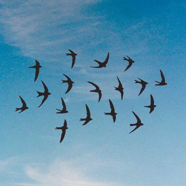 Juanjo Bona: Golondrinas - portada