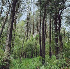 L.A.: Evergreen Oak - portada mediana